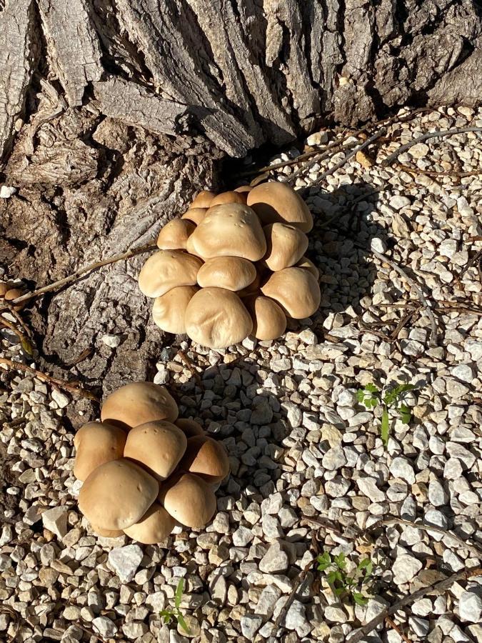 מלון Rugat Oasis Country Park מראה חיצוני תמונה