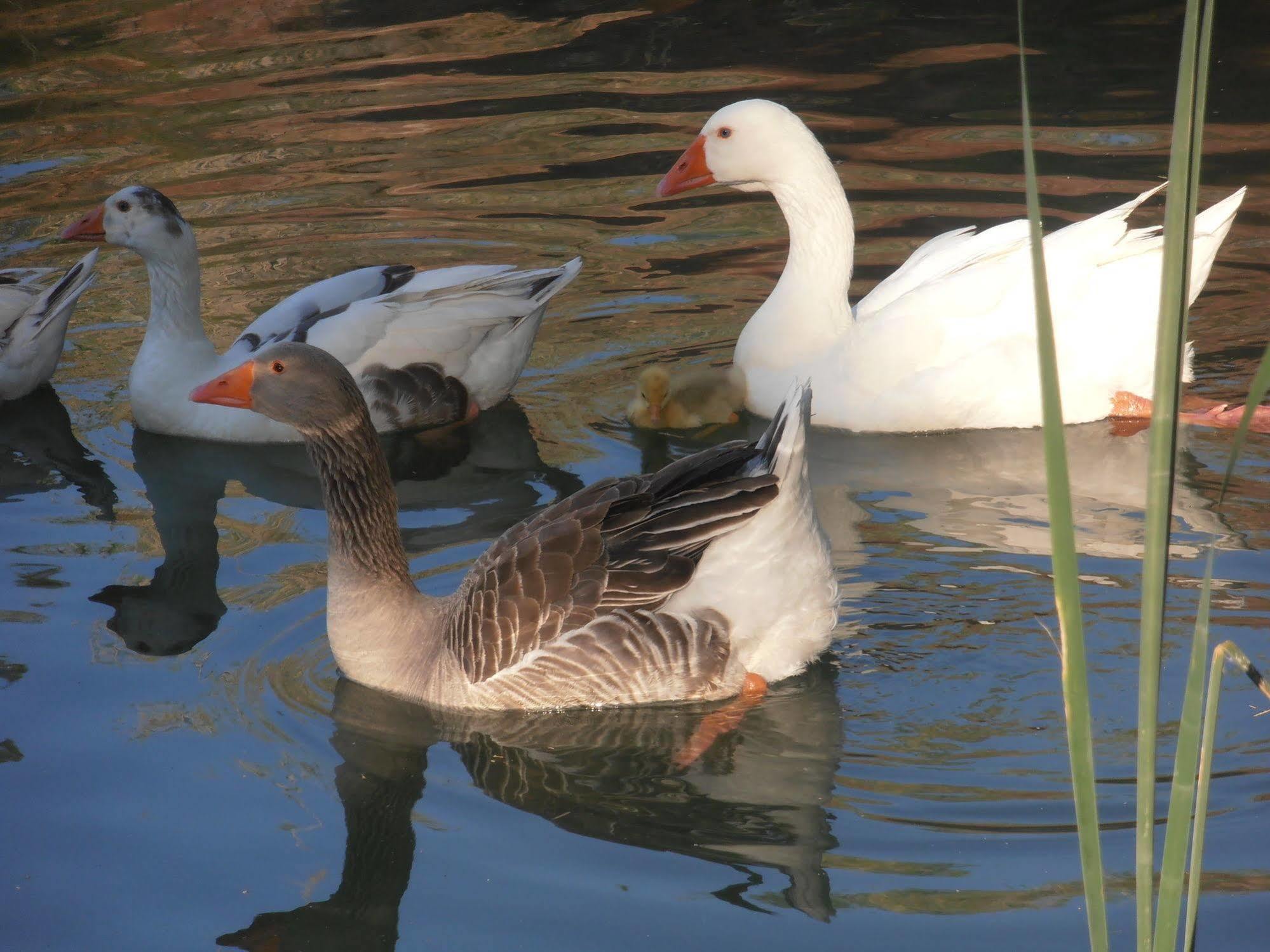 מלון Rugat Oasis Country Park מראה חיצוני תמונה